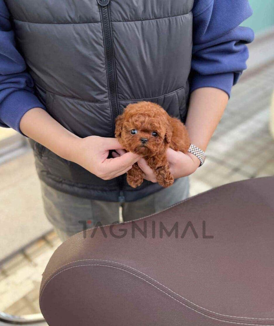 Poodle puppy for sale, dog for sale at Tagnimal