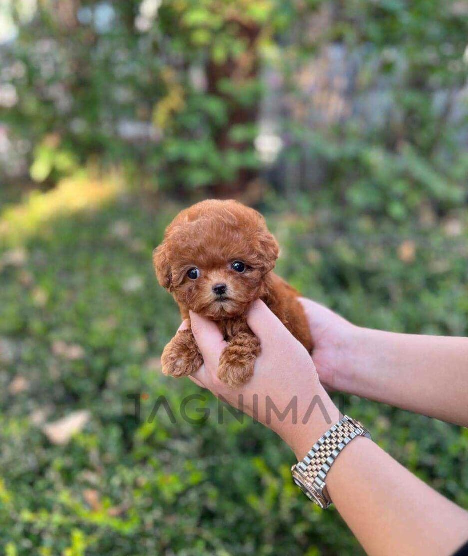 Poodle puppy for sale, dog for sale at Tagnimal