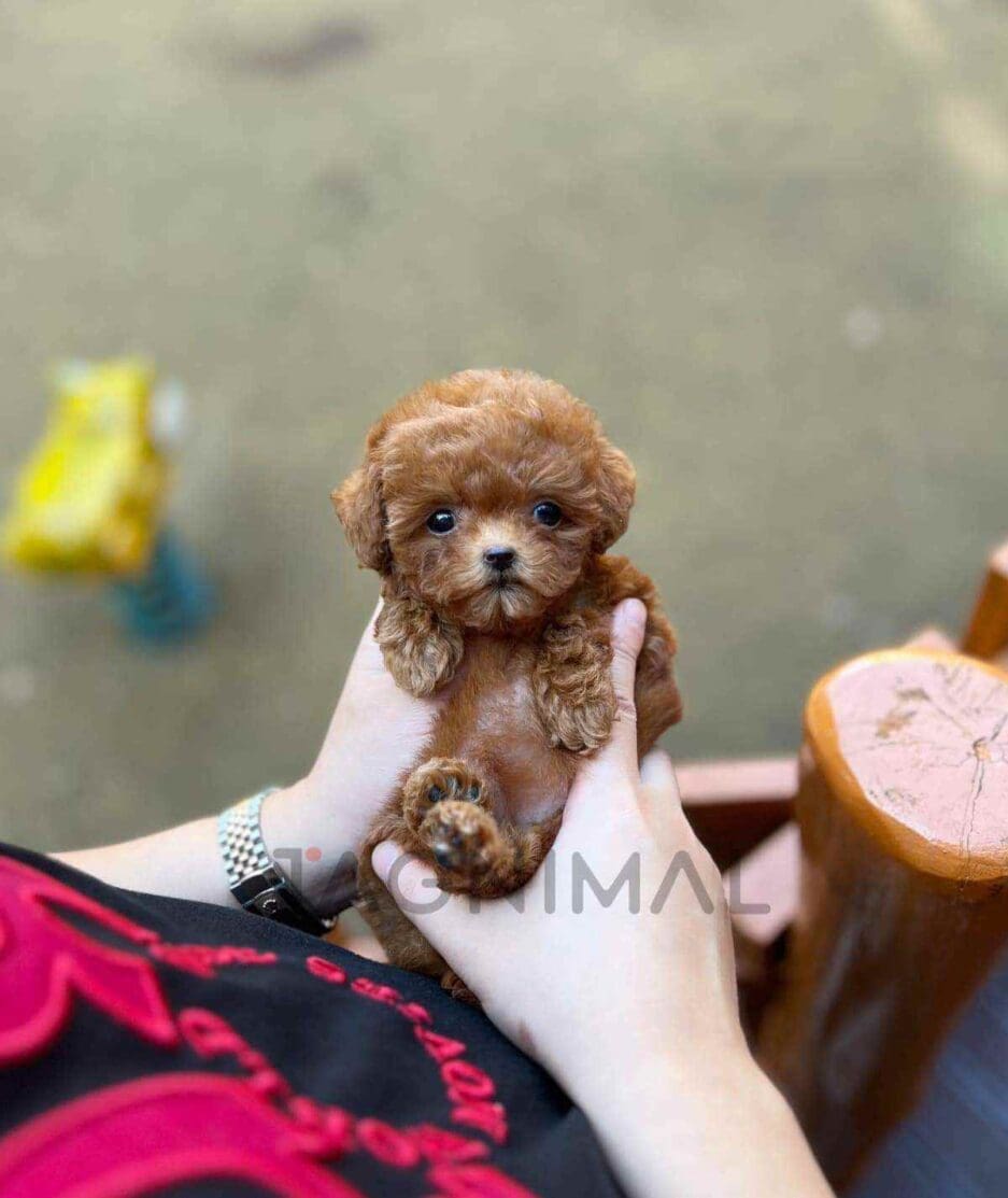 Poodle puppy for sale, dog for sale at Tagnimal