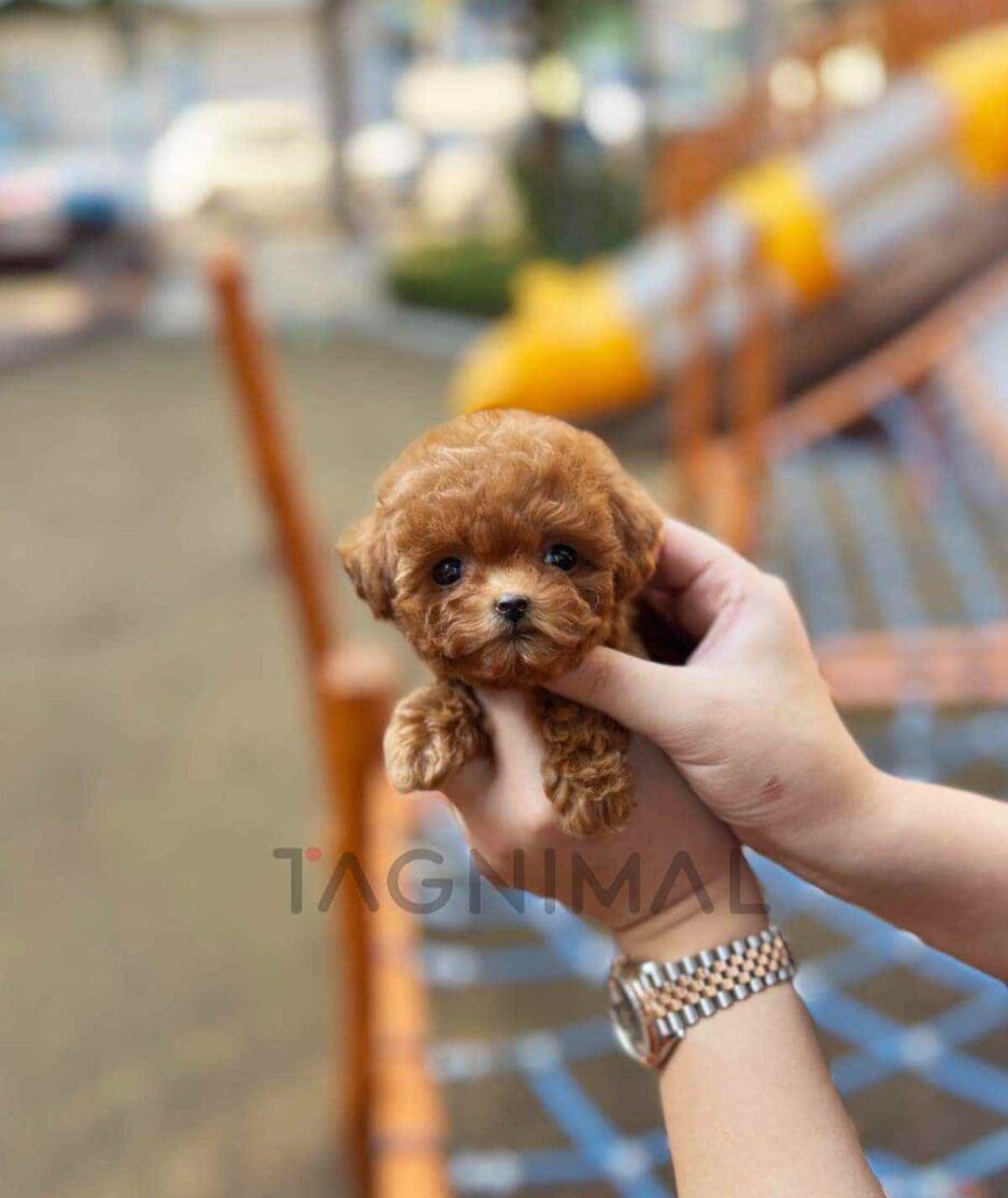 Poodle puppy for sale, dog for sale at Tagnimal