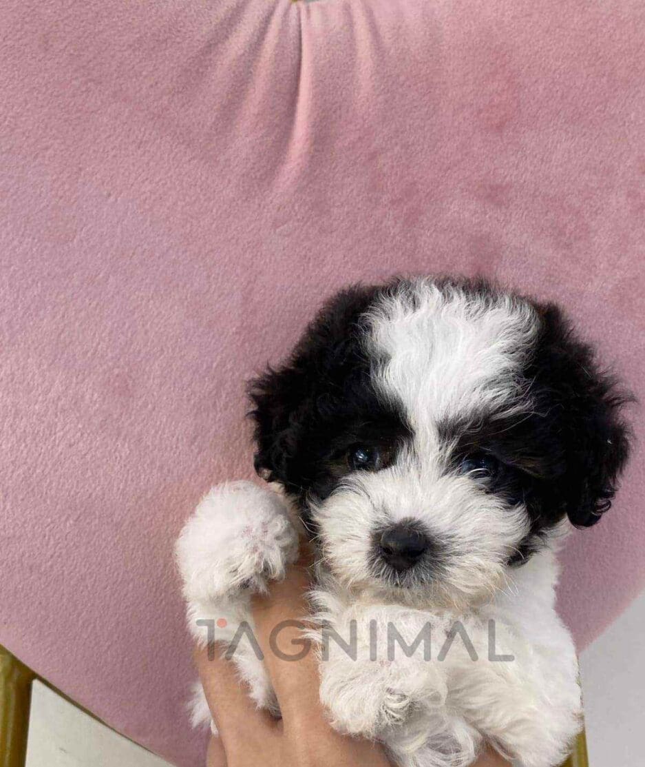 Poodle puppy for sale, dog for sale at Tagnimal