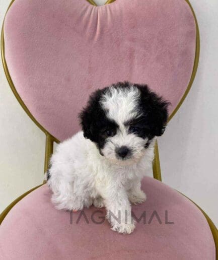 Poodle puppy for sale, dog for sale at Tagnimal