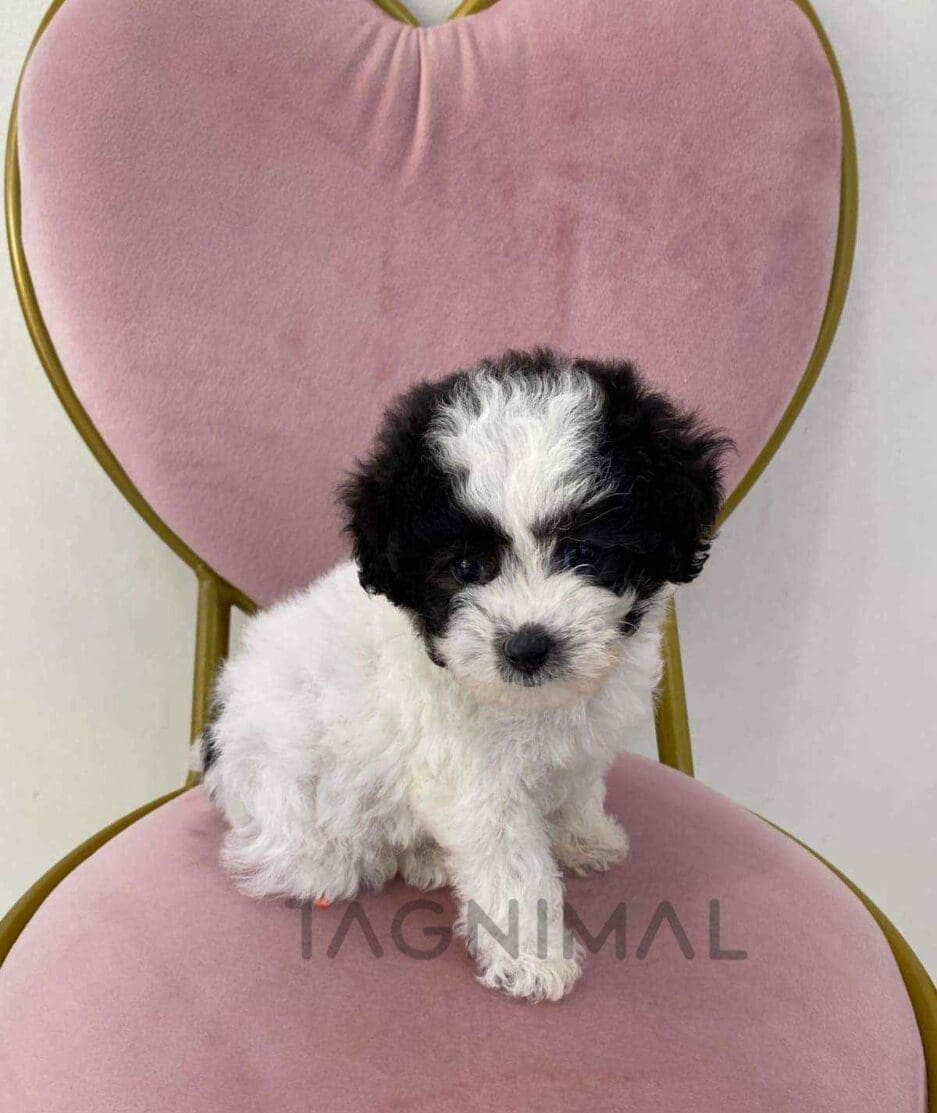 Poodle puppy for sale, dog for sale at Tagnimal