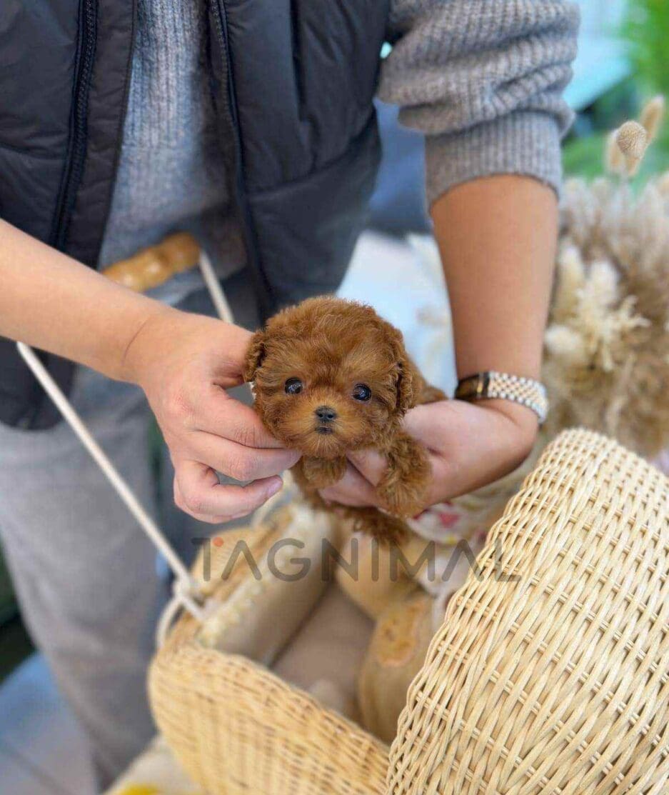 Poodle puppy for sale, dog for sale at Tagnimal