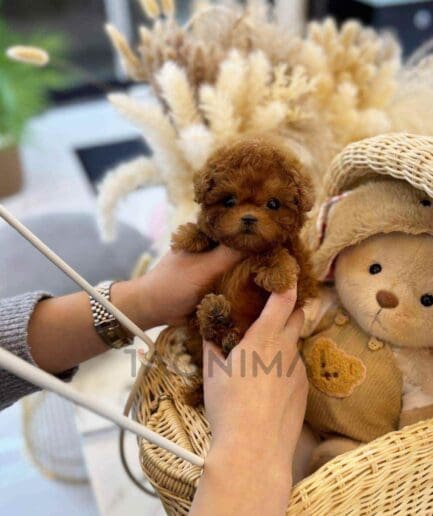 Poodle puppy for sale, dog for sale at Tagnimal