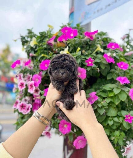 Poodle puppy for sale, dog for sale at Tagnimal