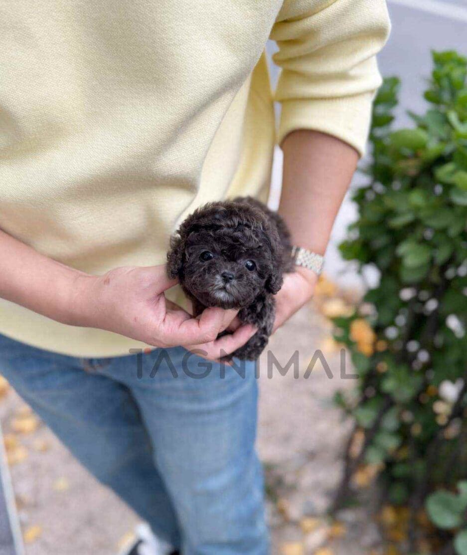 Poodle puppy for sale, dog for sale at Tagnimal