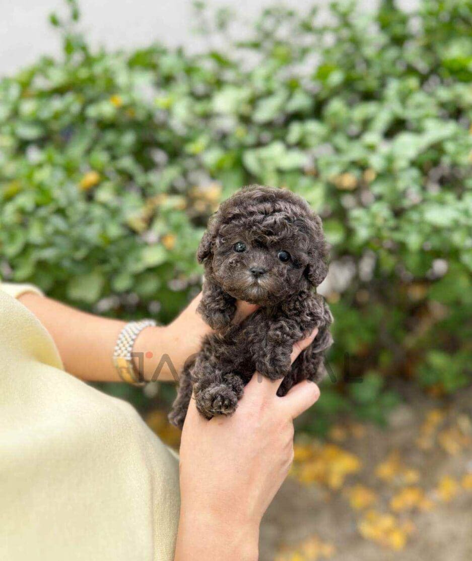 Poodle puppy for sale, dog for sale at Tagnimal