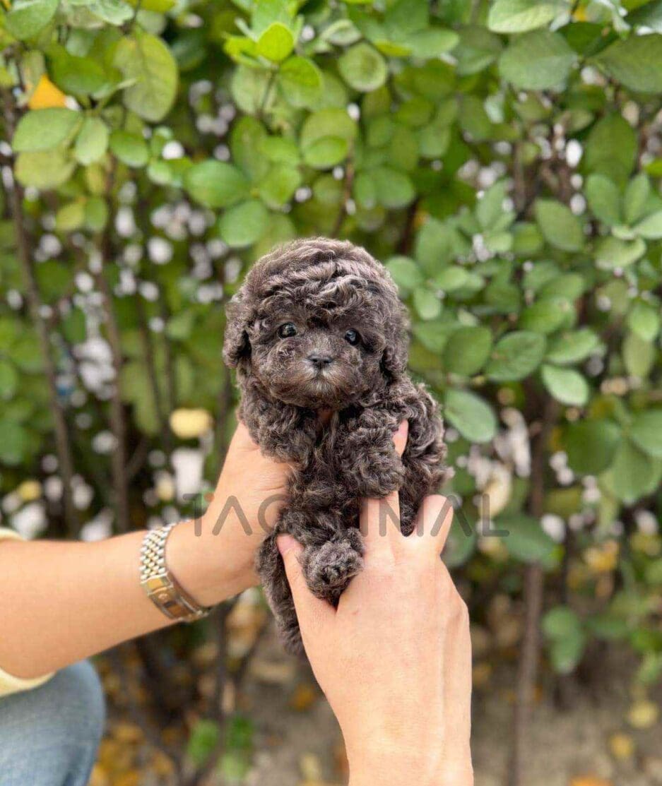 Poodle puppy for sale, dog for sale at Tagnimal