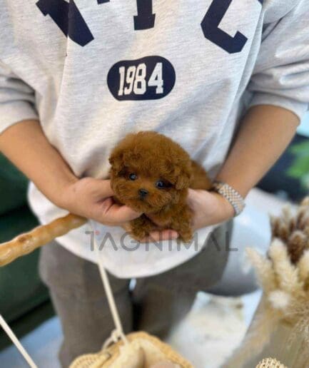 Poodle puppy for sale, dog for sale at Tagnimal