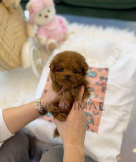 Poodle puppy for sale, dog for sale at Tagnimal