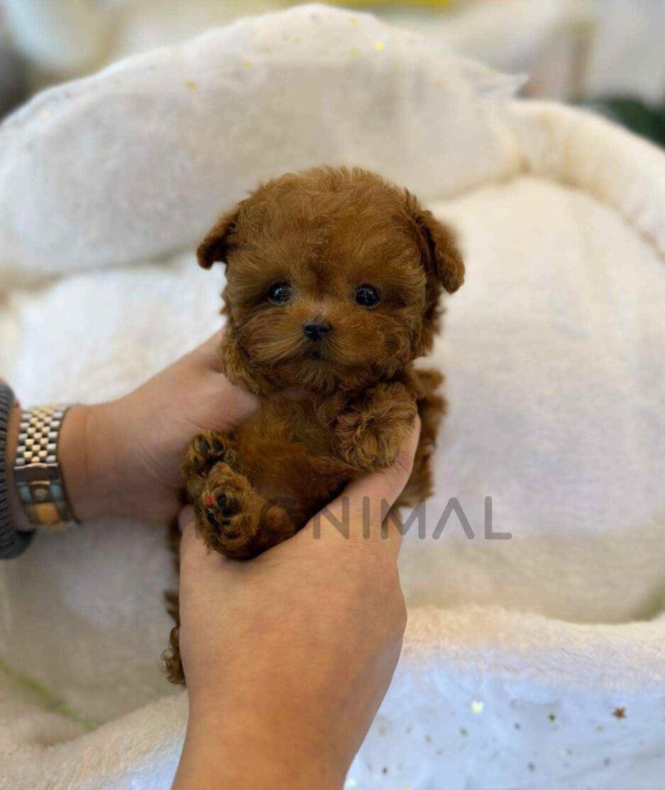 Poodle puppy for sale, dog for sale at Tagnimal