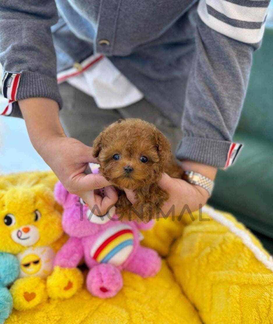 Poodle puppy for sale, dog for sale at Tagnimal