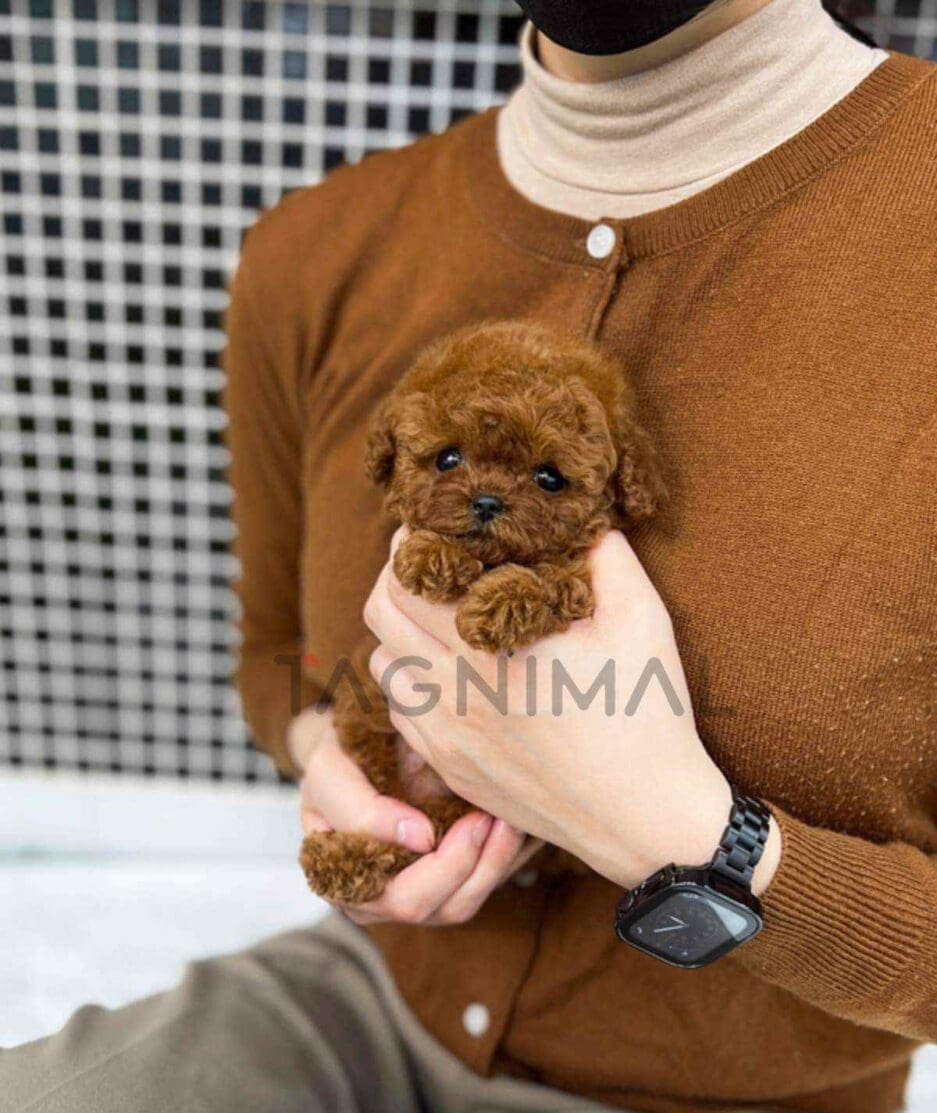 Poodle puppy for sale, dog for sale at Tagnimal