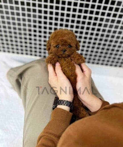 Poodle puppy for sale, dog for sale at Tagnimal