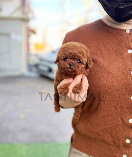 Poodle puppy for sale, dog for sale at Tagnimal