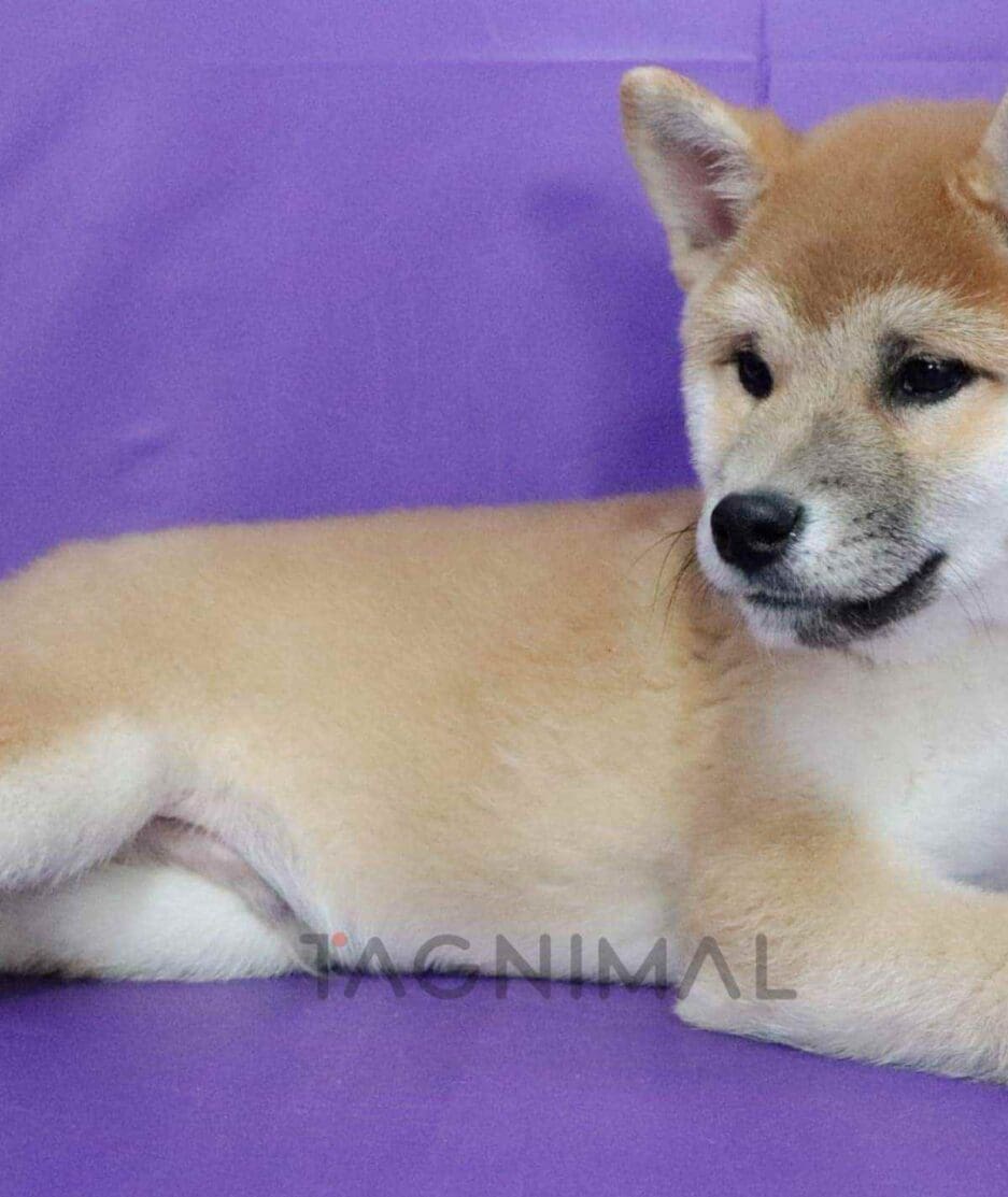 Shiba puppy for sale, dog for sale at Tagnimal