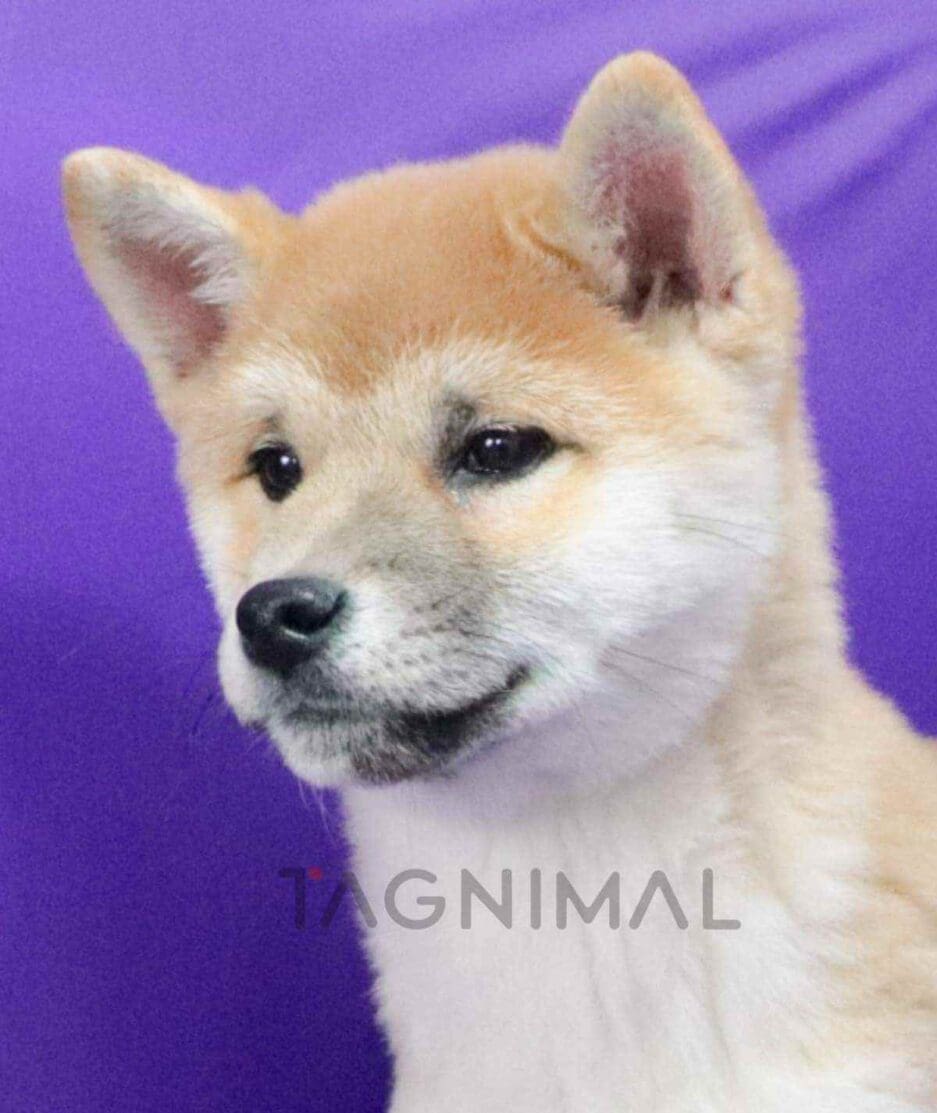 Shiba puppy for sale, dog for sale at Tagnimal