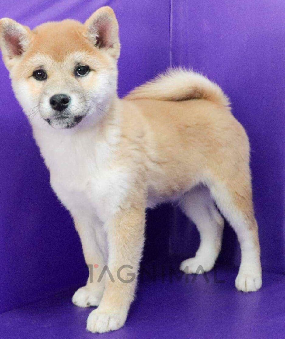 Shiba puppy for sale, dog for sale at Tagnimal