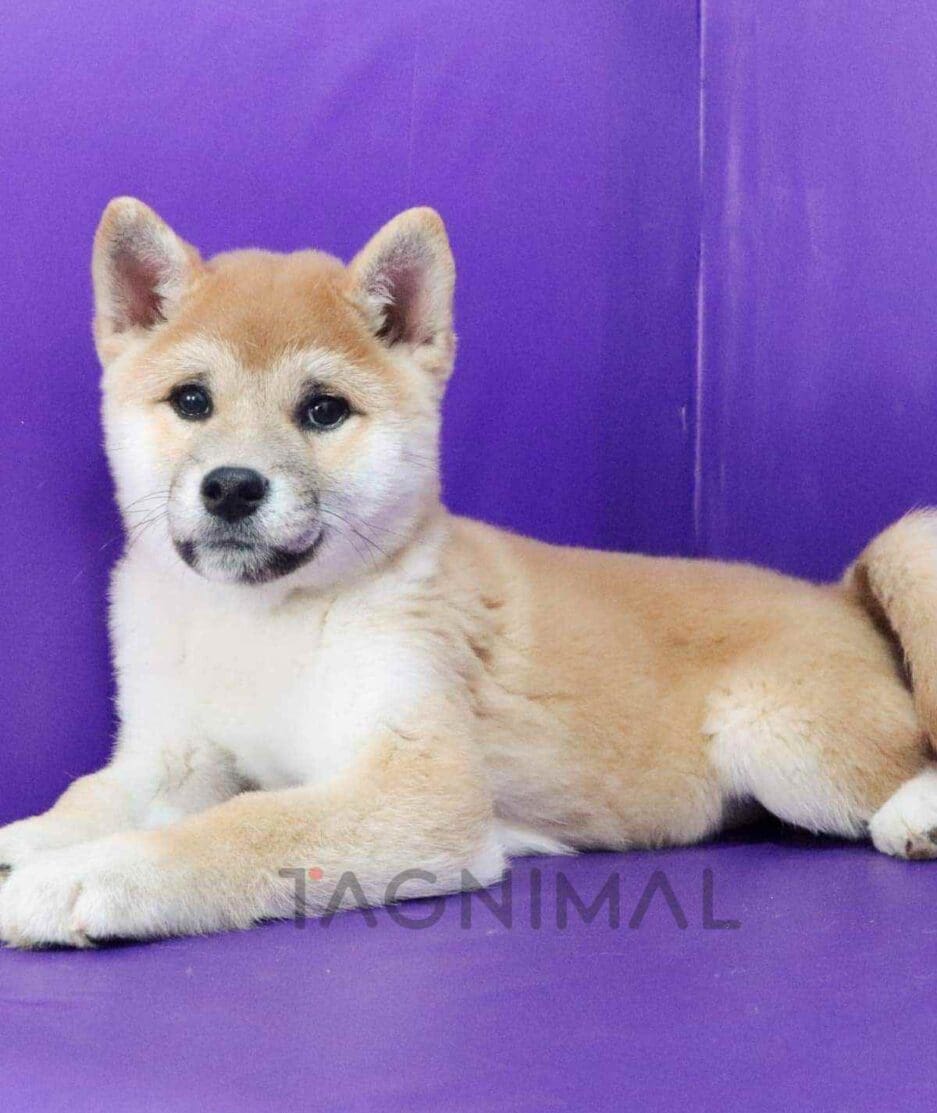 Shiba puppy for sale, dog for sale at Tagnimal