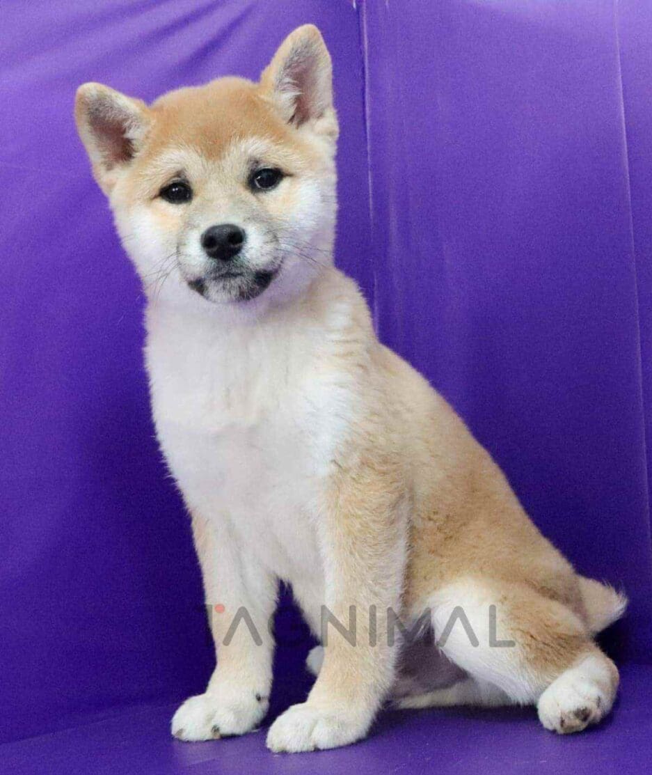 Shiba puppy for sale, dog for sale at Tagnimal