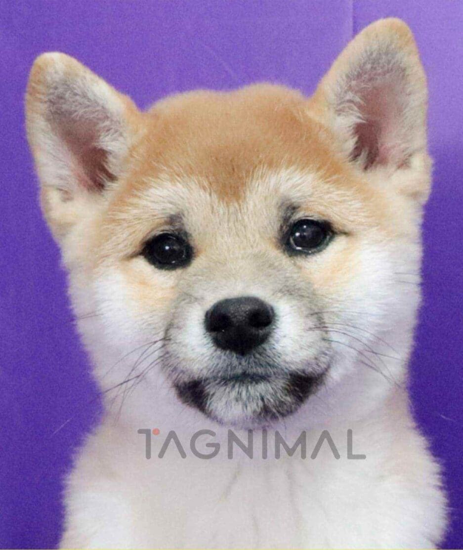 Shiba puppy for sale, dog for sale at Tagnimal