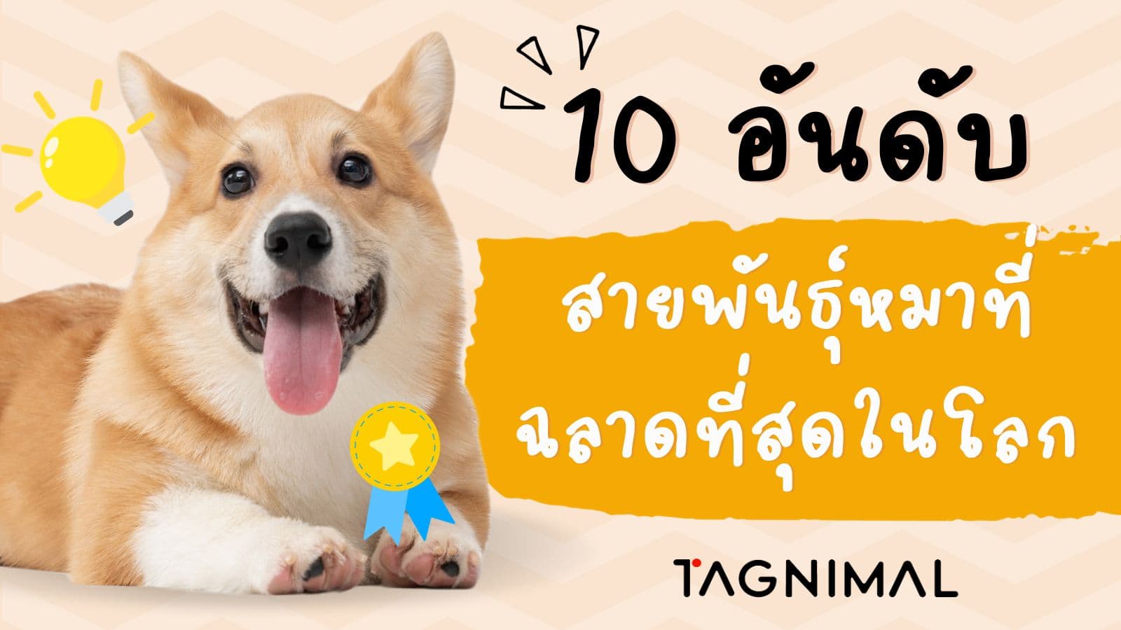 10 อันดับ สายพันธุ์หมาที่ฉลาดที่สุดในโลก Tagnimal