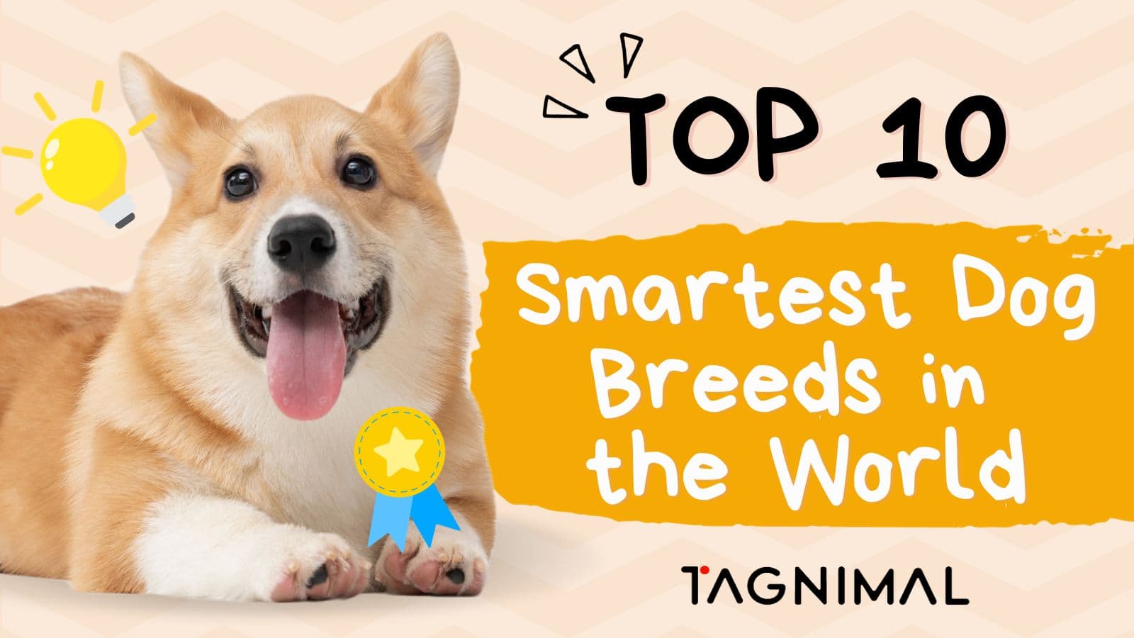 https://www.tagnimal.com/wp-content/uploads/2023/11/tagnimal-top-10-smartest-dog-in-the-world-blog-poster.jpg