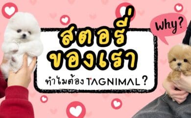 Tagnimal สตอรี่ของเรา และทำไมต้องซื้อสัตว์เลี้ยงกับเรา หน้าปกบล็อก