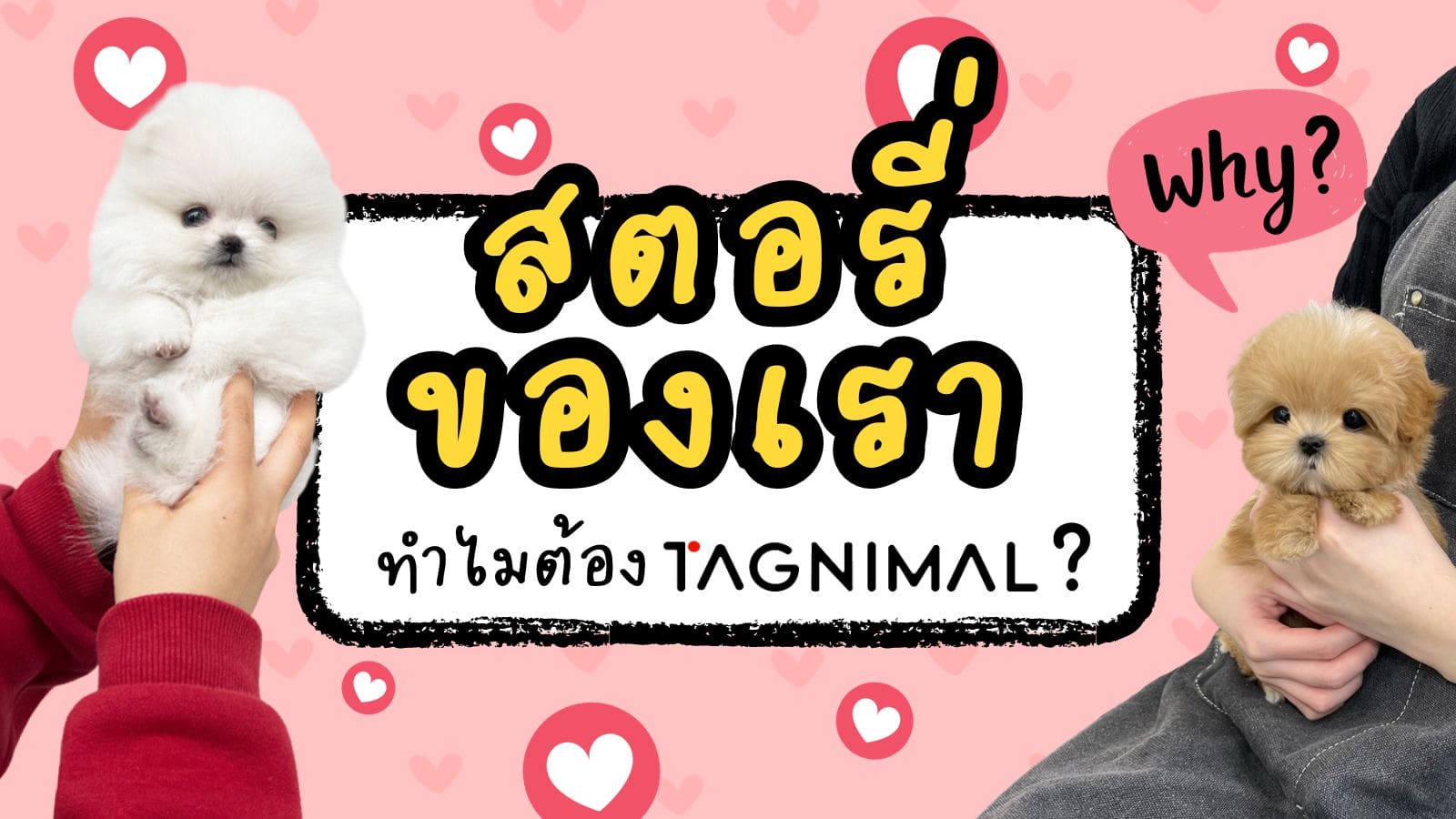 Tagnimal สตอรี่ของเรา และทำไมต้องซื้อสัตว์เลี้ยงกับเรา หน้าปกบล็อก