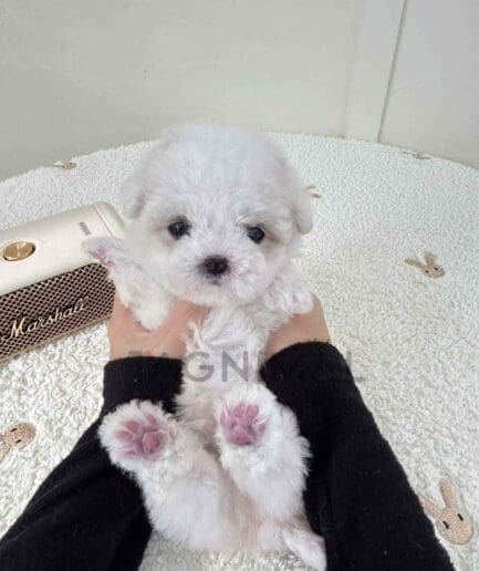 Bichon puppy for sale, dog for sale at Tagnimal