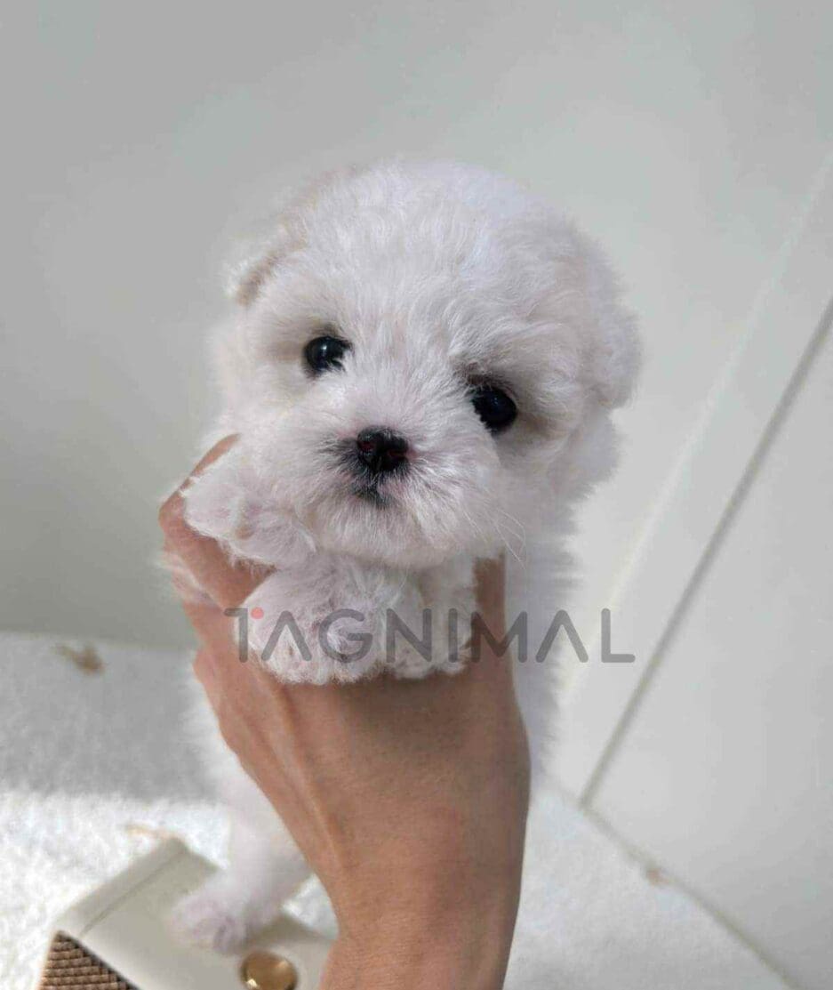 Bichon puppy for sale, dog for sale at Tagnimal