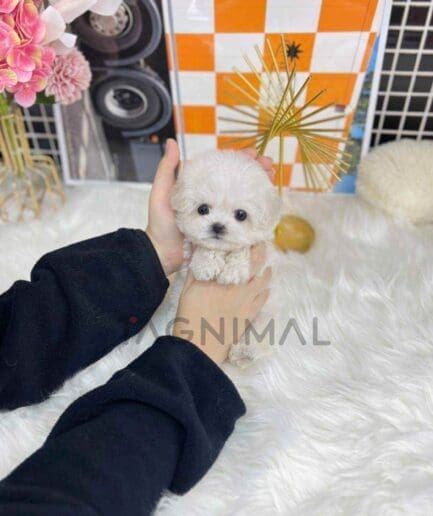 Bichon puppy for sale, dog for sale at Tagnimal