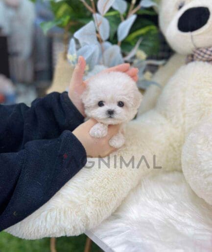 Bichon puppy for sale, dog for sale at Tagnimal