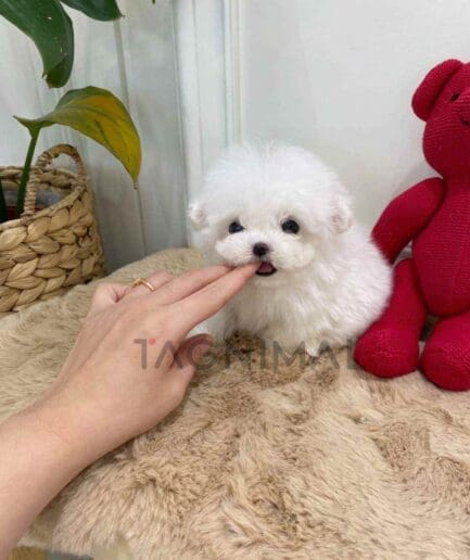 Bichon puppy for sale, dog for sale at Tagnimal