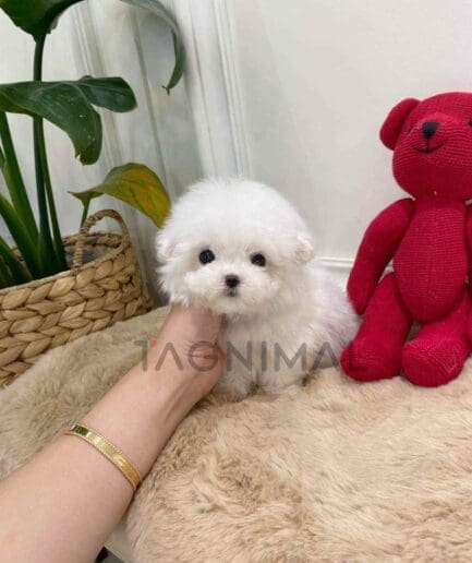 Bichon puppy for sale, dog for sale at Tagnimal