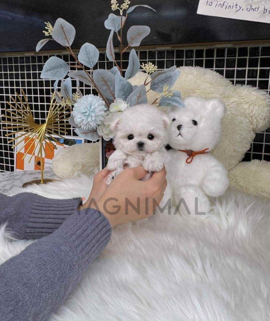 Bichon puppy for sale, dog for sale at Tagnimal