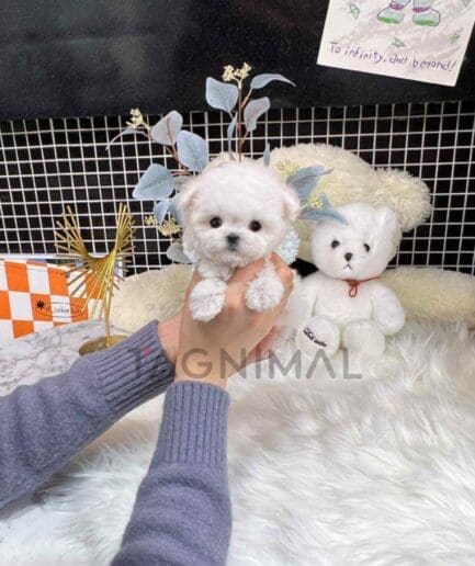 Bichon puppy for sale, dog for sale at Tagnimal