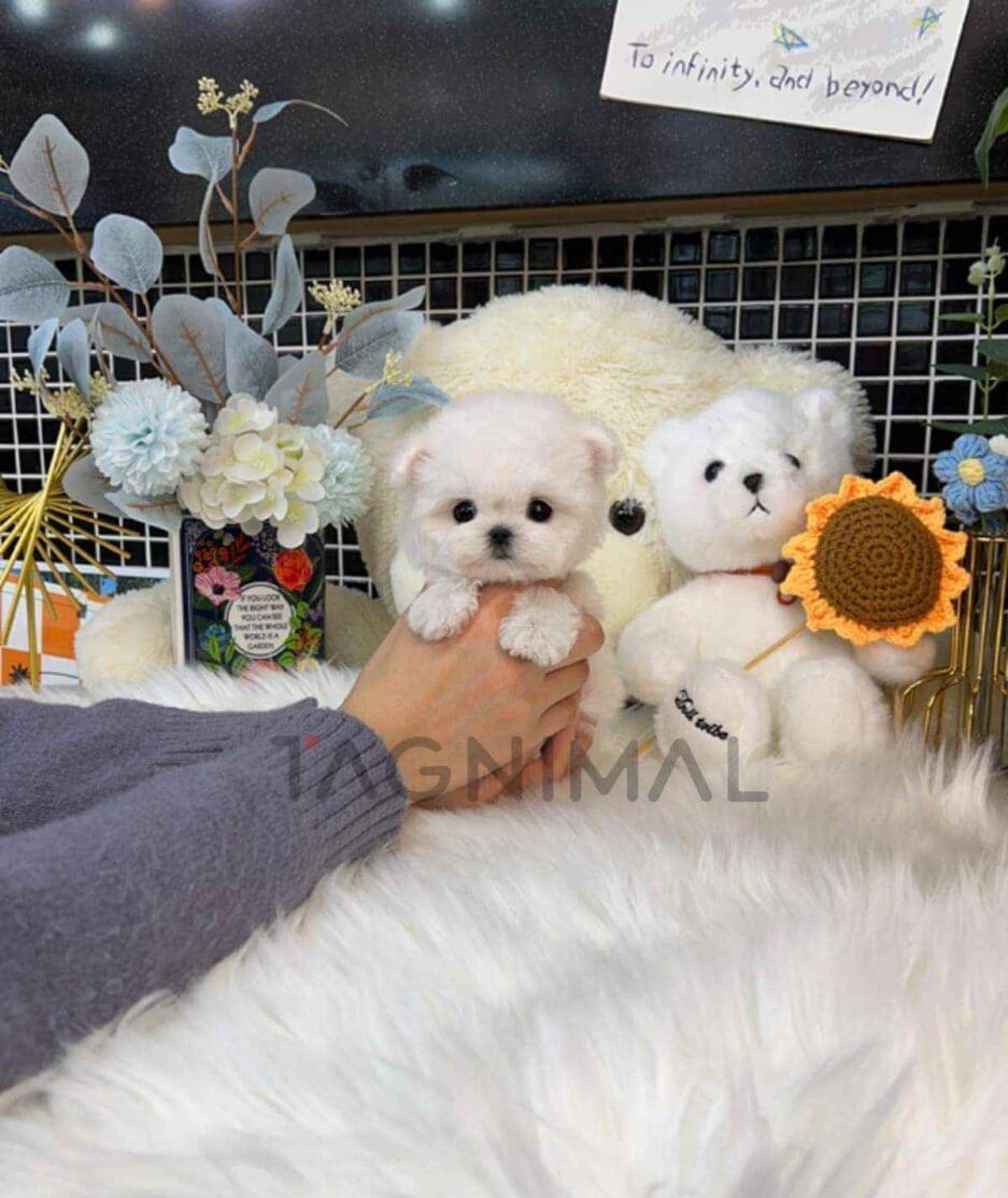 Bichon puppy for sale, dog for sale at Tagnimal