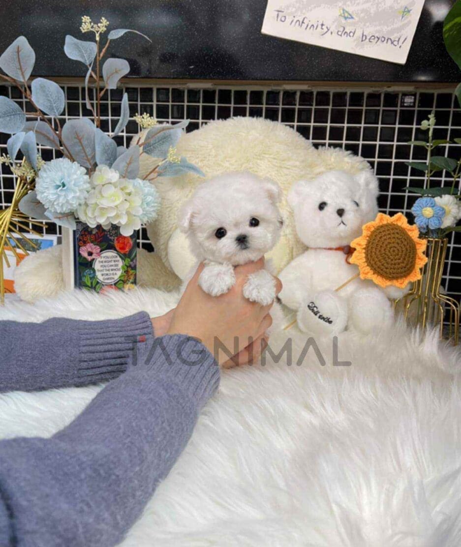 Bichon puppy for sale, dog for sale at Tagnimal