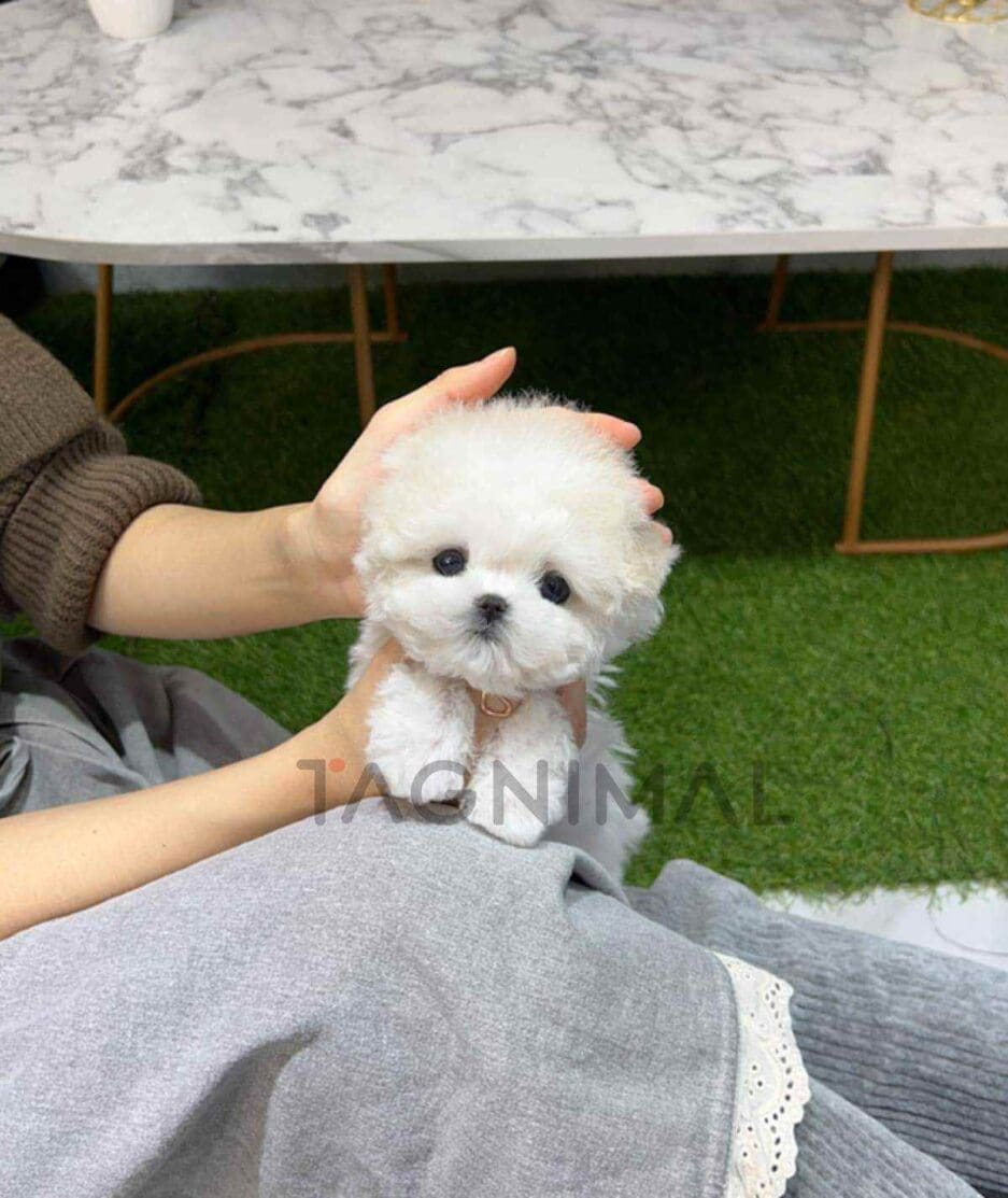 Bichon puppy for sale, dog for sale at Tagnimal