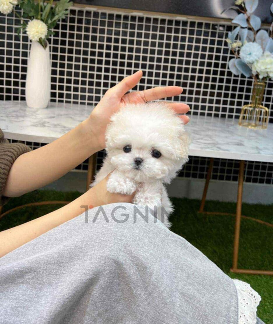 Bichon puppy for sale, dog for sale at Tagnimal