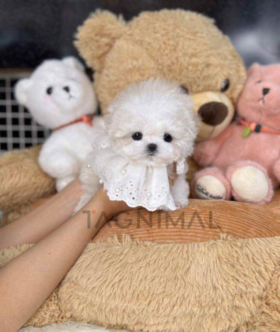 Bichon puppy for sale, dog for sale at Tagnimal