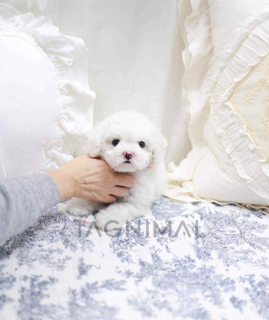 Bichon puppy for sale, dog for sale at Tagnimal