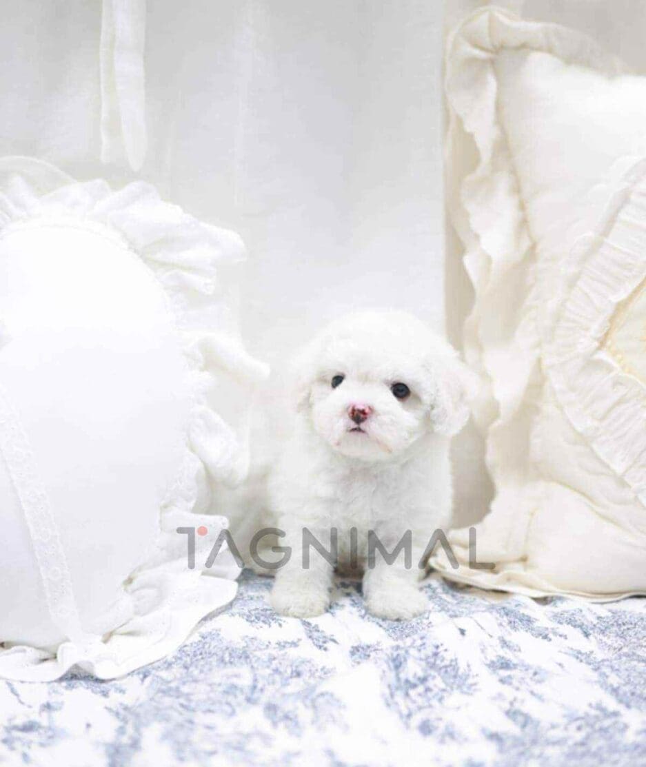 Bichon puppy for sale, dog for sale at Tagnimal