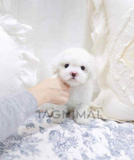 Bichon puppy for sale, dog for sale at Tagnimal