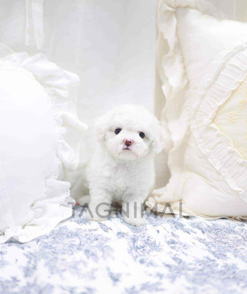 Bichon puppy for sale, dog for sale at Tagnimal