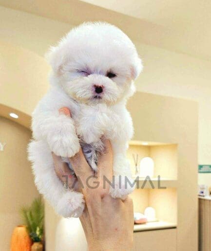 Bichon puppy for sale, dog for sale at Tagnimal