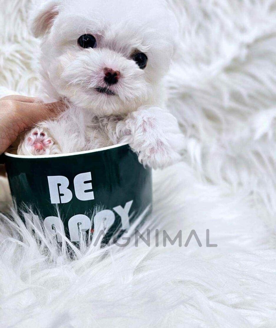 Bichon puppy for sale, dog for sale at Tagnimal