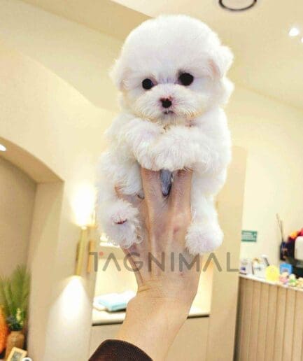 Bichon puppy for sale, dog for sale at Tagnimal